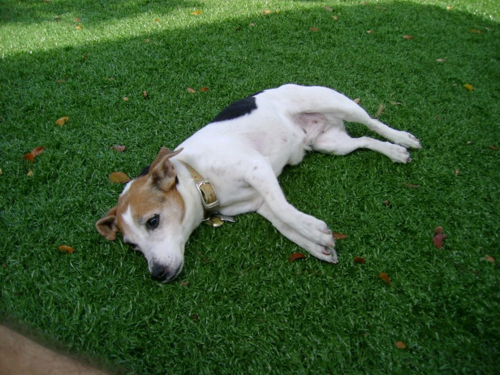 Pet-Friendly Artificial Turf Installation in Baytown, TX